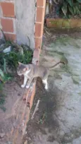 Chiquinho