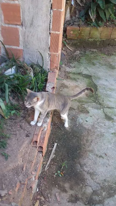 Gato raça sem raça definida idade 2 a 6 meses nome Chiquinho