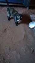 Chiquinho