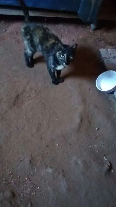 Gato raça sem raça definida idade 2 a 6 meses nome Chiquinho