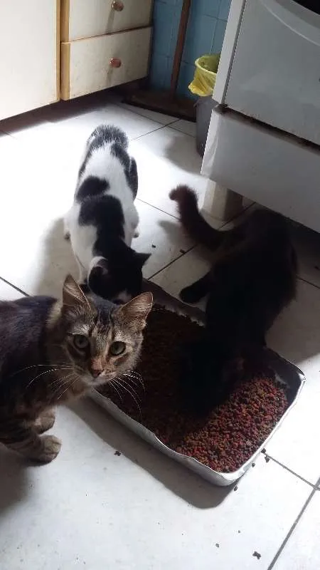 Gato raça sem raça definida idade 2 a 6 meses nome Chiquinho