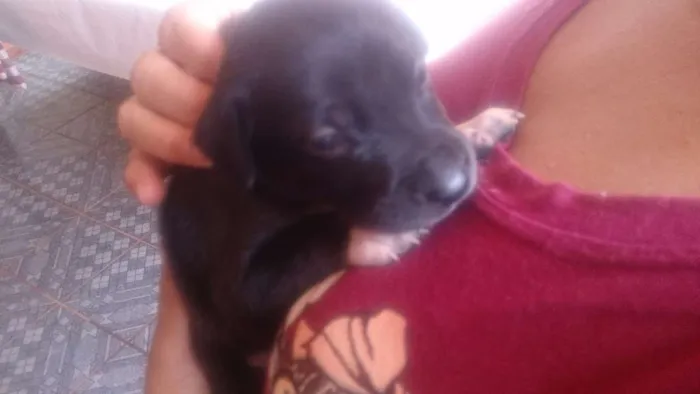 Cachorro ra a SRD idade Abaixo de 2 meses nome Filhotes 
