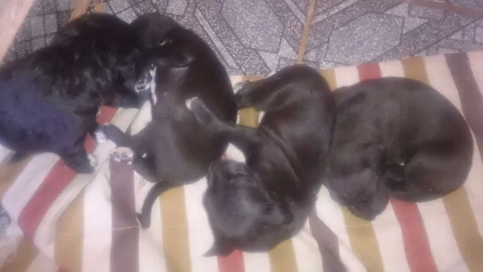 Cachorro ra a SRD idade Abaixo de 2 meses nome Filhotes 