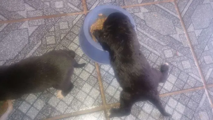 Cachorro ra a SRD idade Abaixo de 2 meses nome Filhotes 