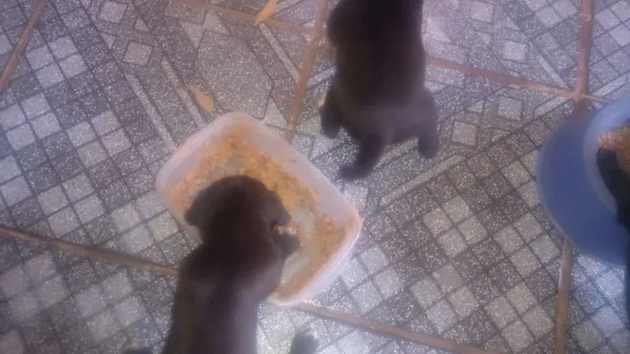 Cachorro ra a SRD idade Abaixo de 2 meses nome Filhotes 