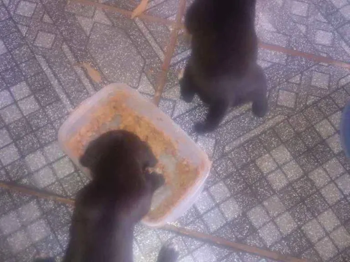 Cachorro ra a SRD idade Abaixo de 2 meses nome Filhotes 