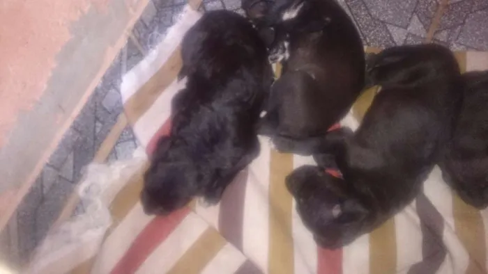 Cachorro ra a SRD idade Abaixo de 2 meses nome Filhotes 