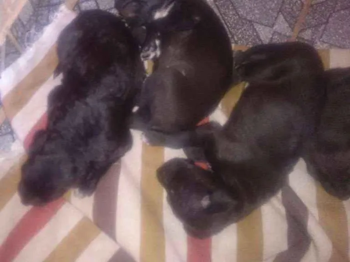 Cachorro ra a SRD idade Abaixo de 2 meses nome Filhotes 