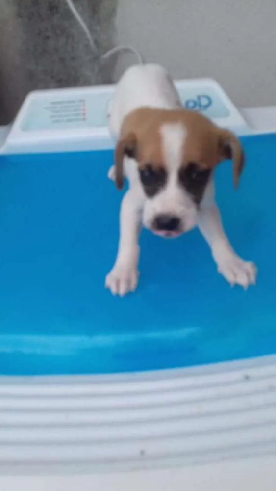 Cachorro ra a Indefinida idade 2 a 6 meses nome Lilika