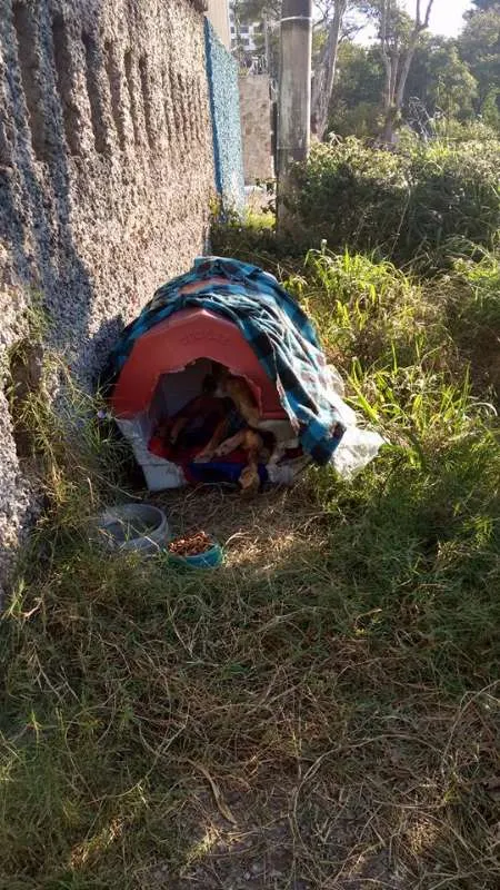 Cachorro ra a Vira-Latinha idade 5 anos nome Grandão