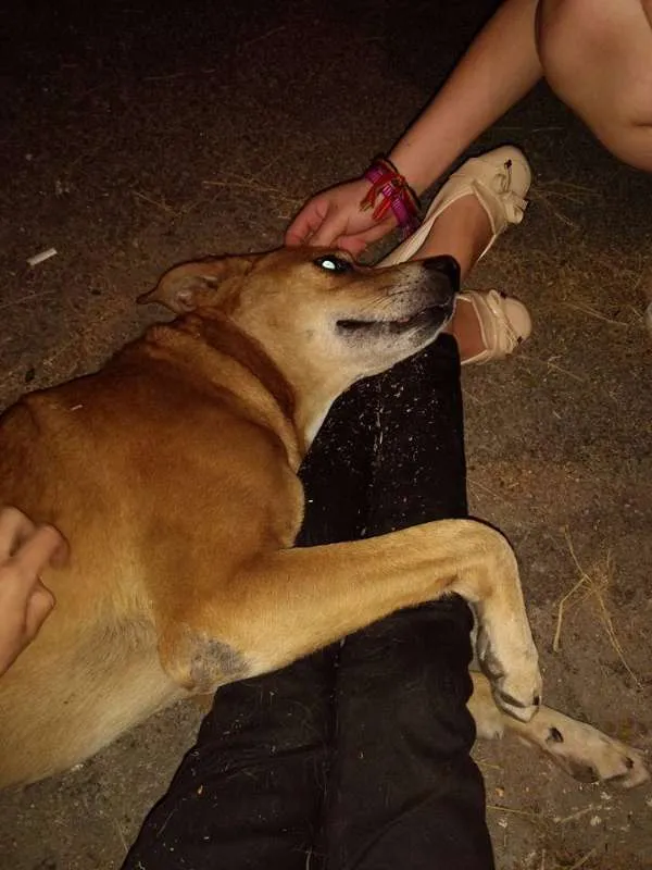 Cachorro ra a Vira-Latinha idade 5 anos nome Grandão
