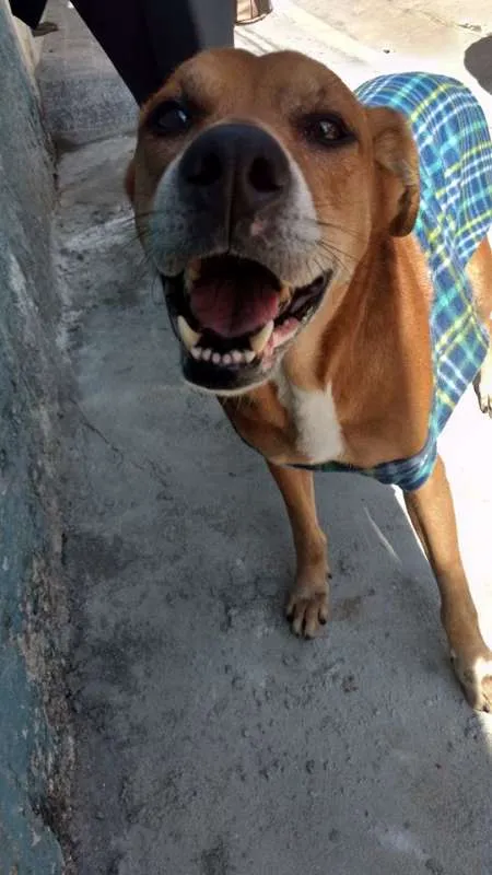 Cachorro ra a Vira-Latinha idade 5 anos nome Grandão
