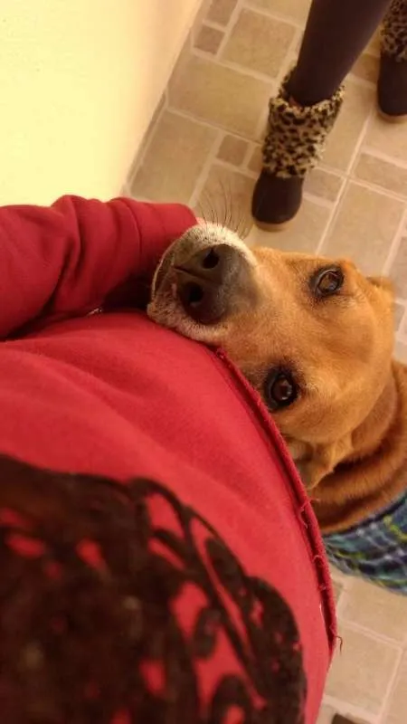 Cachorro ra a Vira-Latinha idade 5 anos nome Grandão