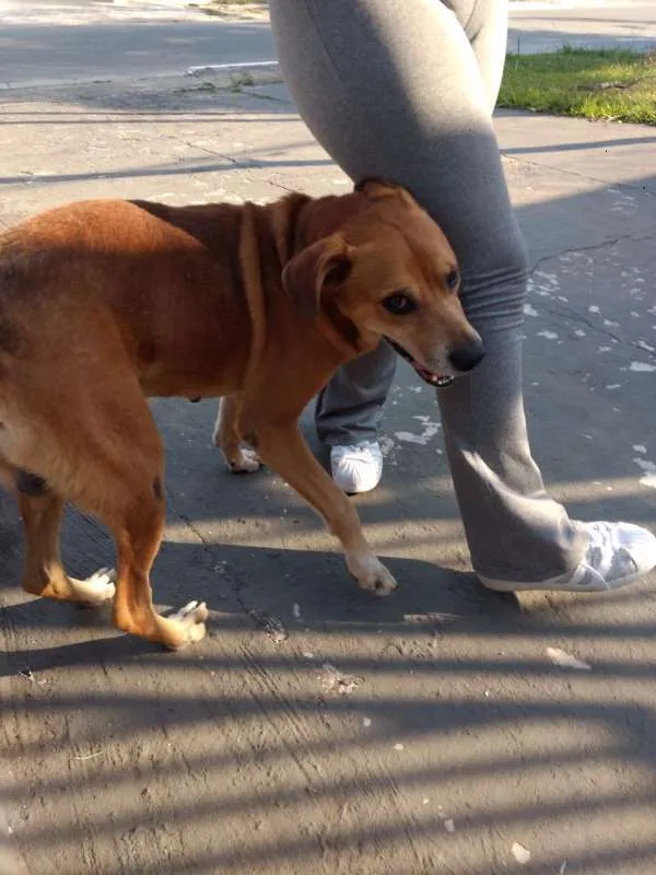 Cachorro ra a Vira-Latinha idade 5 anos nome Grandão