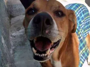 Cachorro raça Vira-Latinha idade 5 anos nome Grandão