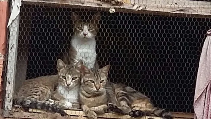 Gato raça sem raça definida idade 2 a 6 meses nome Chiquinho