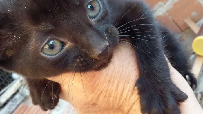 Gato raça sem raça definida idade 2 a 6 meses nome Chiquinho