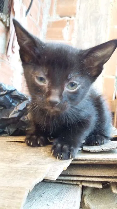 Gato raça sem raça definida idade 2 a 6 meses nome Chiquinho