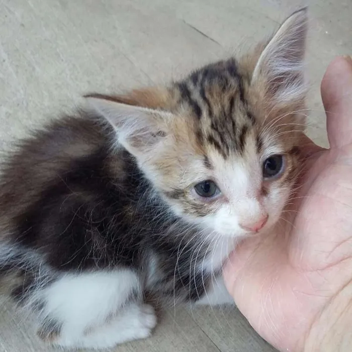 Gato raça sem raça definida idade 2 a 6 meses nome Chiquinho