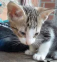 Chiquinho