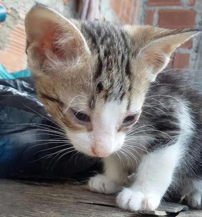 Gato raça sem raça definida idade 2 a 6 meses nome Chiquinho