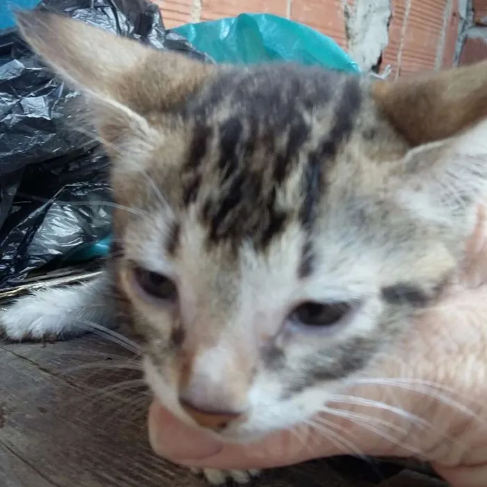 Gato raça sem raça definida idade 2 a 6 meses nome Chiquinho