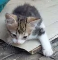 Chiquinho