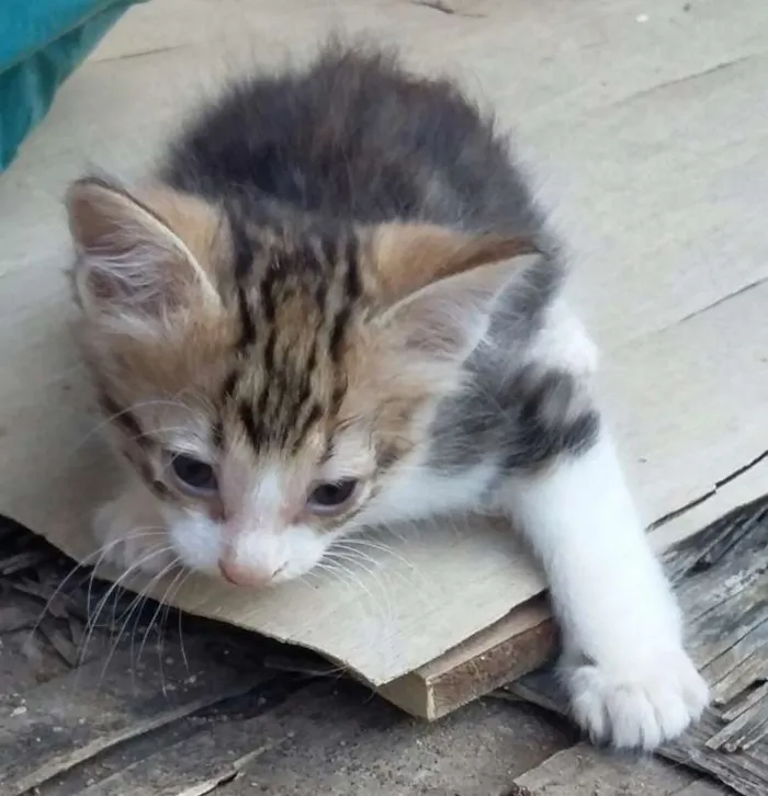 Gato raça sem raça definida idade 2 a 6 meses nome Chiquinho