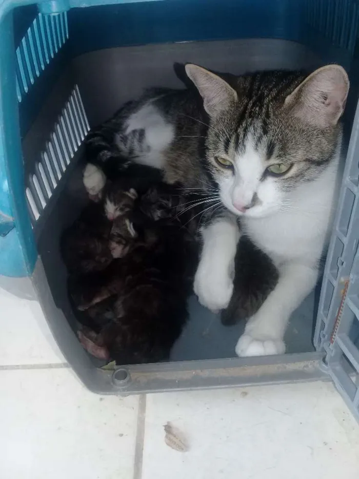 Gato raça Nao e de raça idade 2 anos nome July