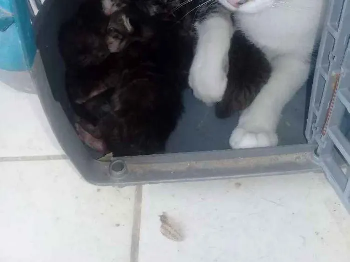 Gato raça Nao e de raça idade 2 anos nome July