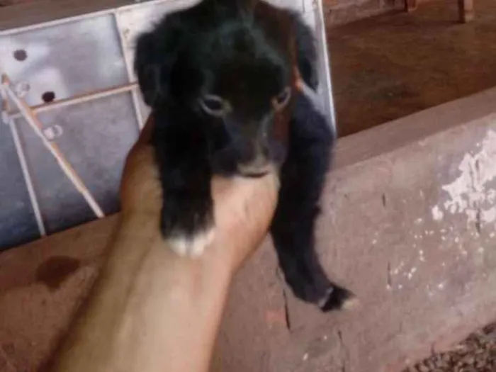 Cachorro ra a Mista idade Abaixo de 2 meses nome Fofinha