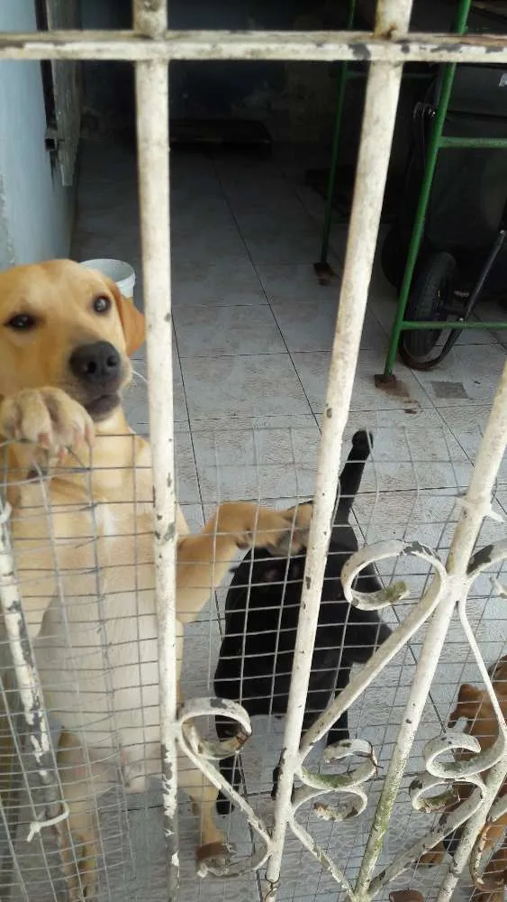 Cachorro ra a Viralata com labrador idade 7 a 11 meses nome Branco