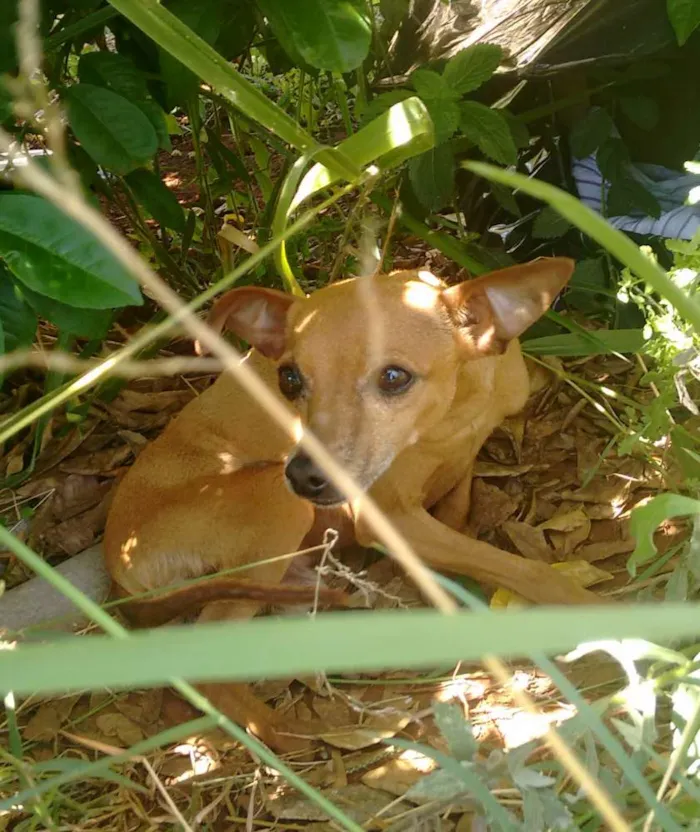 Cachorro ra a Pintcher idade  nome Estopinha 