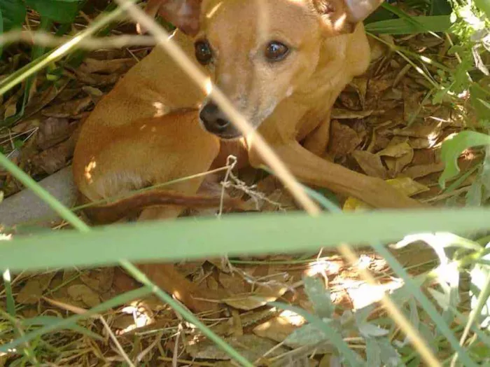 Cachorro ra a Pintcher idade  nome Estopinha 