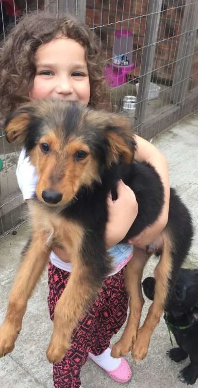 Cachorro ra a Mista idade 2 a 6 meses nome Anúbis
