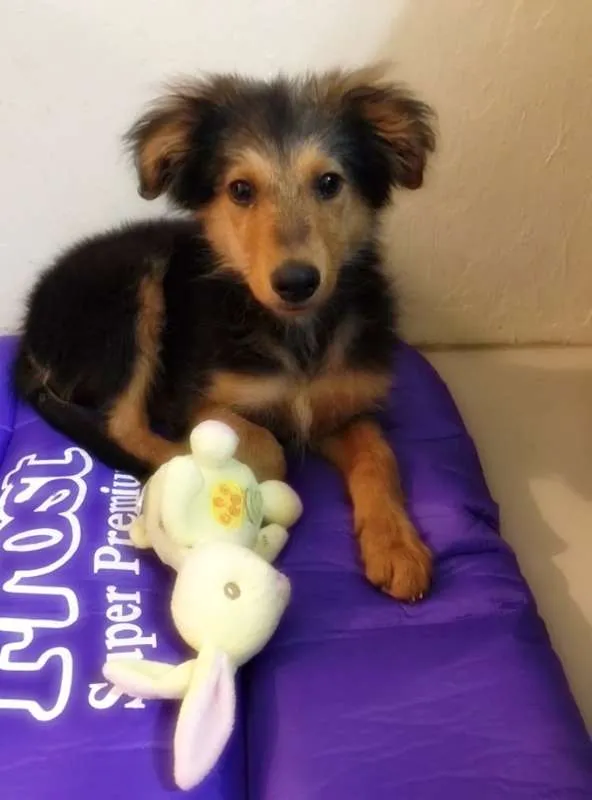 Cachorro ra a Mista idade 2 a 6 meses nome Anúbis