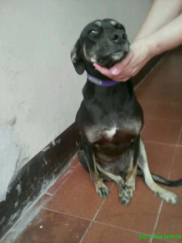 Cachorro ra a vira lata  idade 1 ano nome Coca