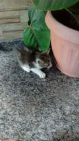 Filhotinho