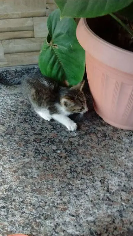 Gato raça SRD idade 2 a 6 meses nome Filhotinho