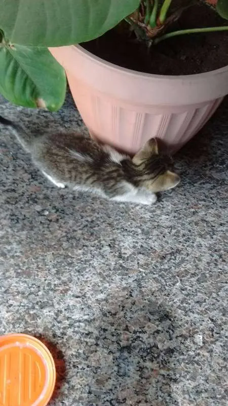 Gato raça SRD idade 2 a 6 meses nome Filhotinho
