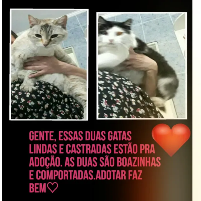 Gato ra a Vira lata idade 6 ou mais anos nome Nana/Nina
