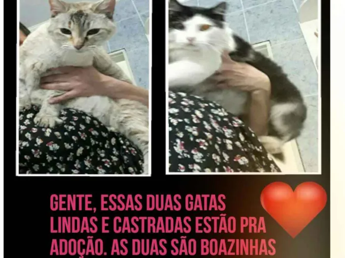 Gato ra a Vira lata idade 6 ou mais anos nome Nana/Nina
