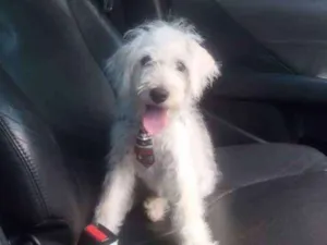 Cachorro raça Poodle misturado idade 7 a 11 meses nome Marley