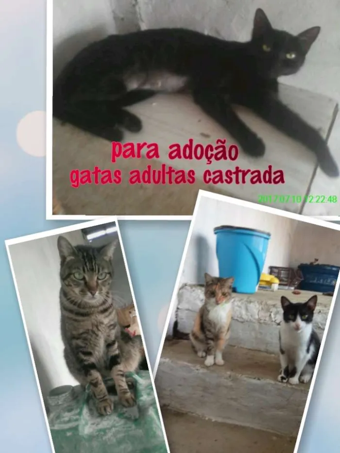 Gato raça Sem raça idade 2 a 6 meses nome Sem nomes