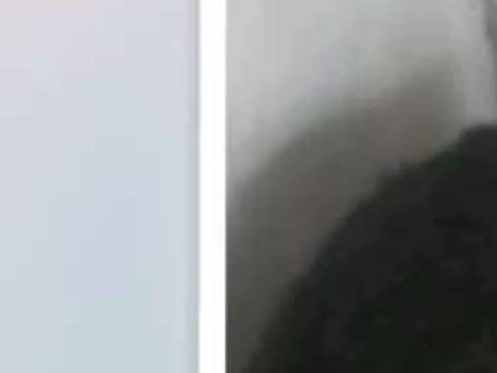 Gato raça Sem raça idade 2 a 6 meses nome Sem nomes