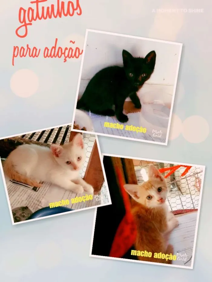 Gato raça Sem raça idade 2 a 6 meses nome Sem nomes