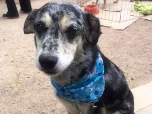 Cachorro raça SRD idade 3 anos nome Ovelheiro