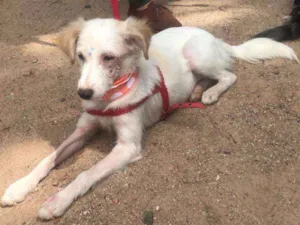 Cachorro raça SRD idade 2 anos nome Branquinha