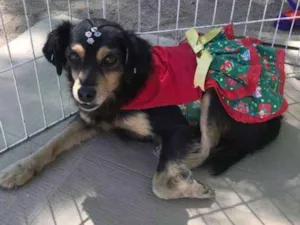 Cachorro raça SRD idade 6 ou mais anos nome Menina