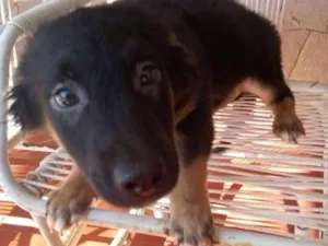 Cachorro raça SRD idade 2 a 6 meses nome sem nome